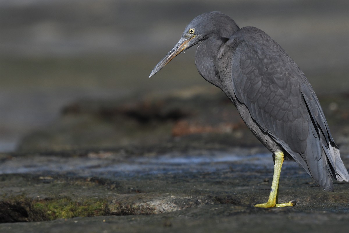 Pacific Reef-Heron - ML404660331