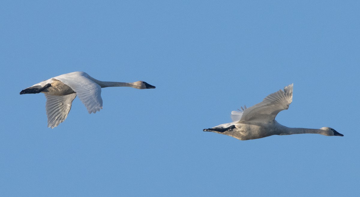 labuť malá (ssp. columbianus) - ML404660341