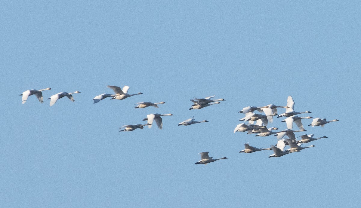 Tundra Swan (Whistling) - ML404660351