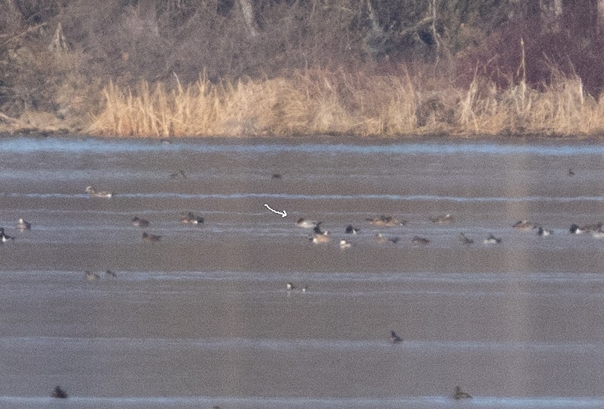 Eurasian Wigeon - ML404660361