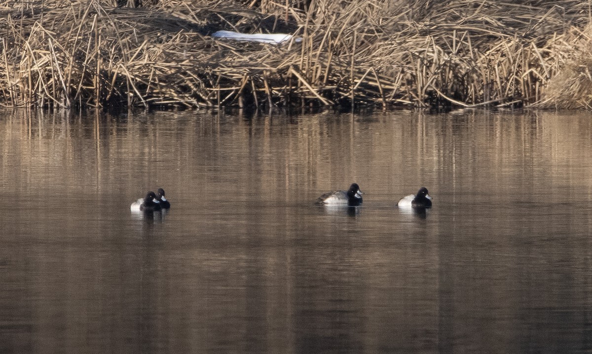 Lesser Scaup - ML404660581