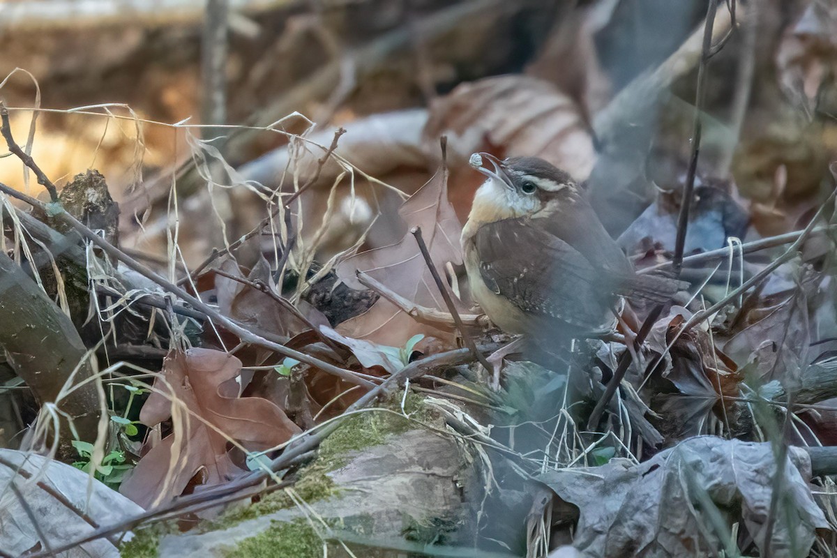 Carolina Wren - Holger Schneider