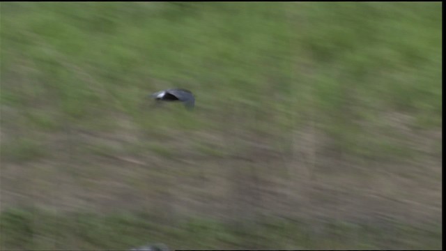 Black Tern (American) - ML404661