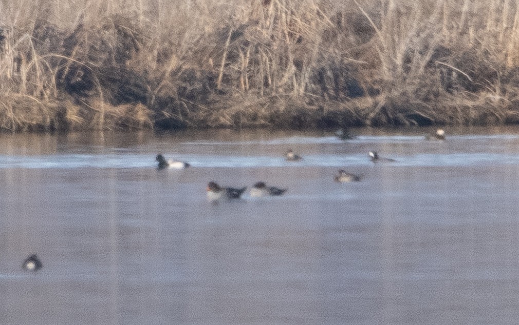 Barrow's Goldeneye - Liam Huber