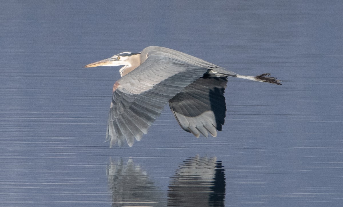 Great Blue Heron - ML404661071