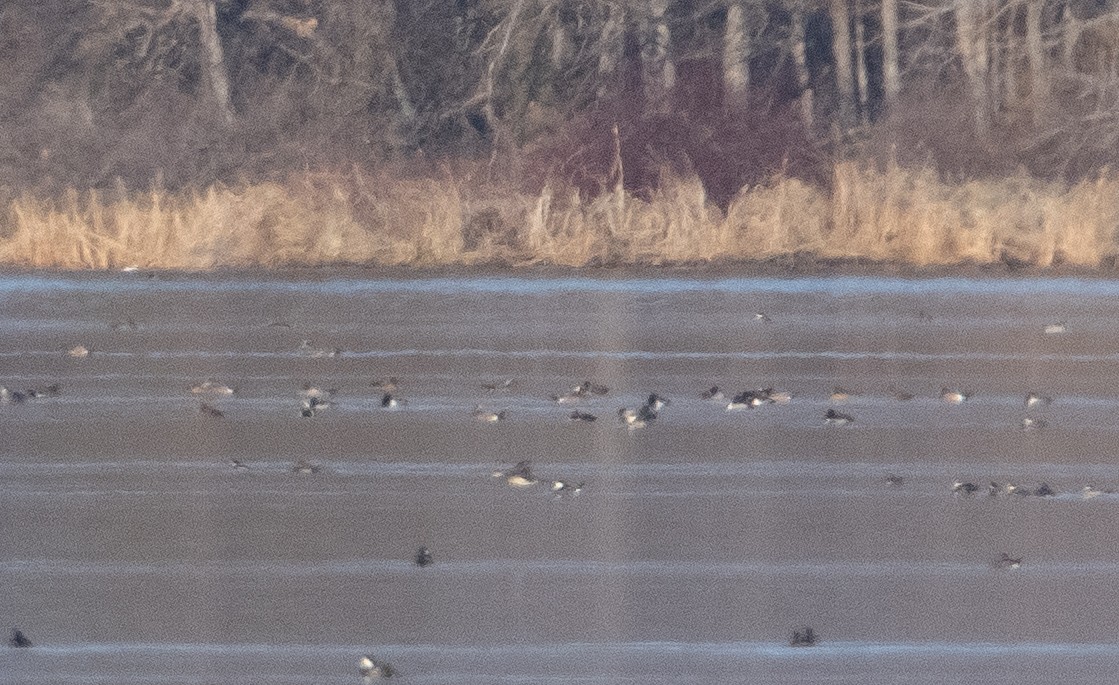 Ring-necked Duck - ML404661101