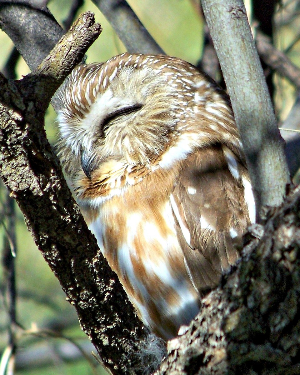 Northern Saw-whet Owl - ML40466121