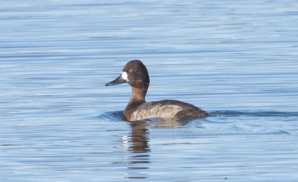 Lesser Scaup - ML404661231