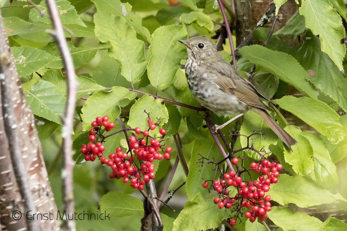 Hermit Thrush - ML404661321