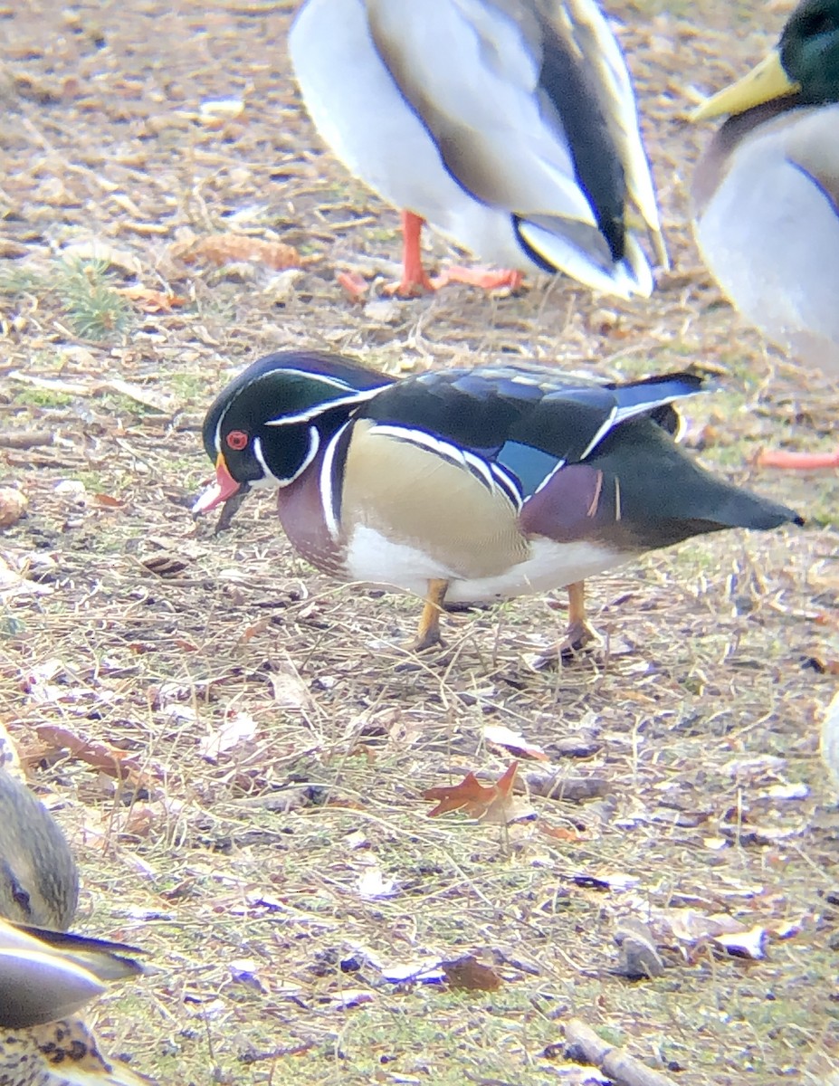 Wood Duck - ML404662321