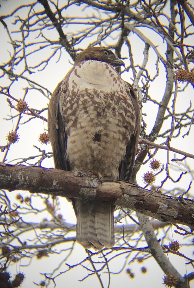 Red-tailed Hawk - ML404662521