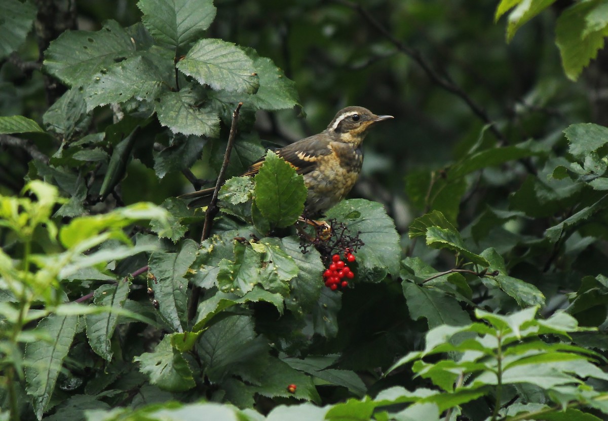 Varied Thrush - Esme Rosen