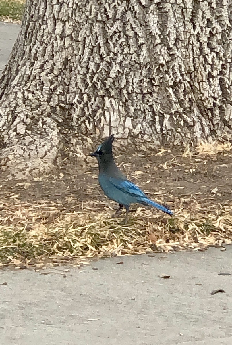 Steller's Jay - ML404662861