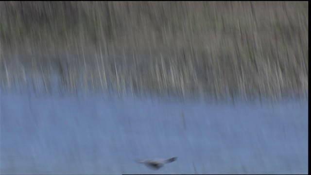 Black Tern (American) - ML404663