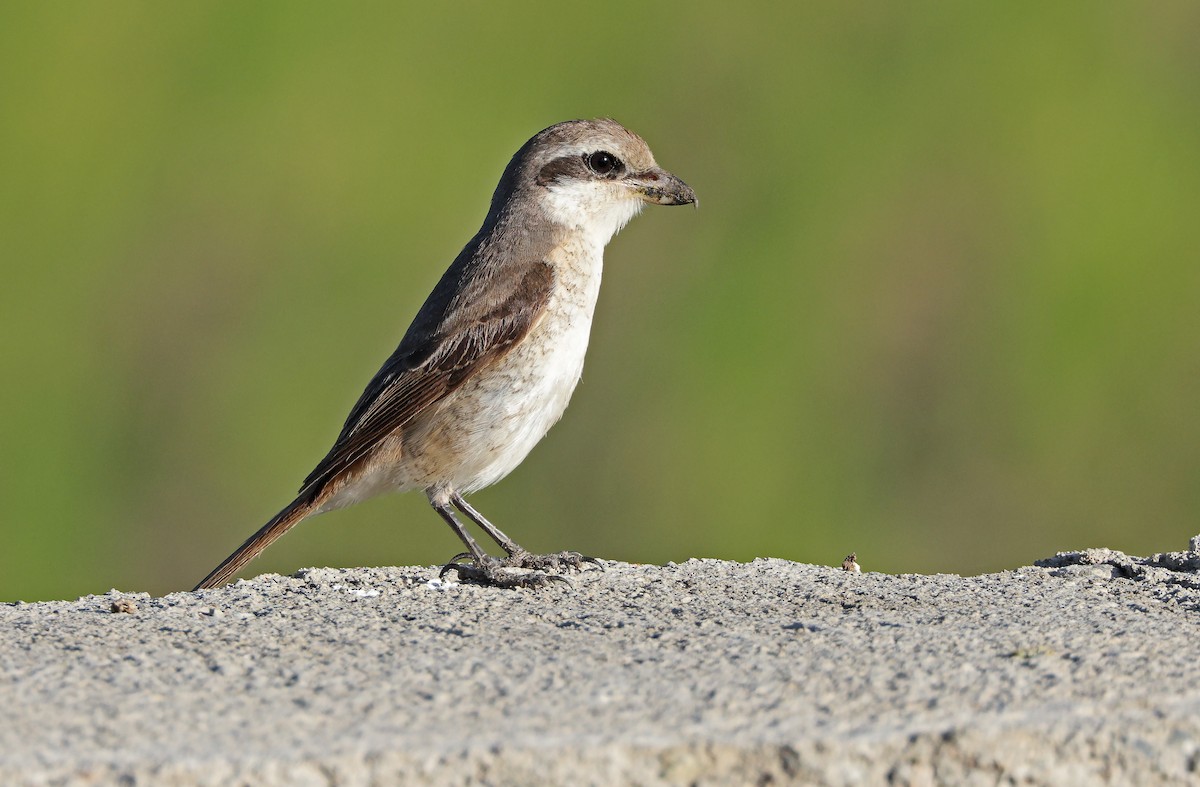 Pie-grièche brune - ML404663881