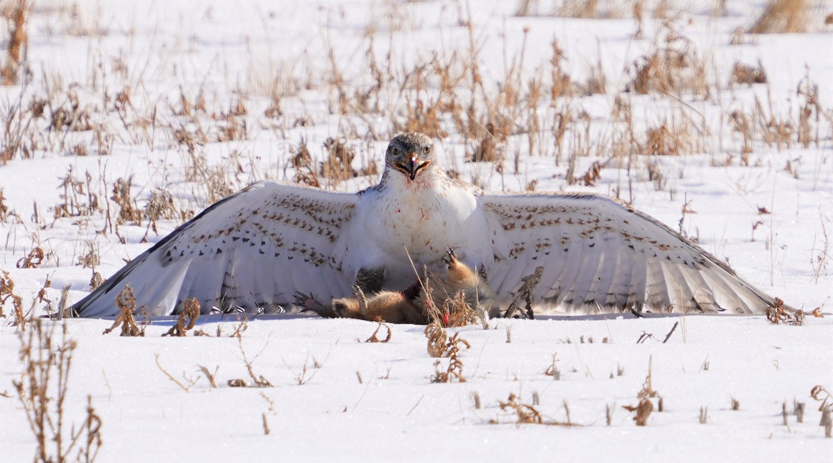 Ferruginous Hawk - ML404664281