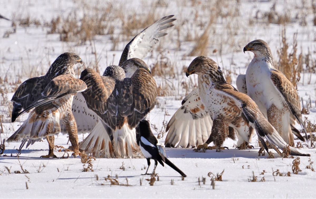 Ferruginous Hawk - ML404664351