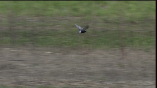 Black Tern (American) - ML404665