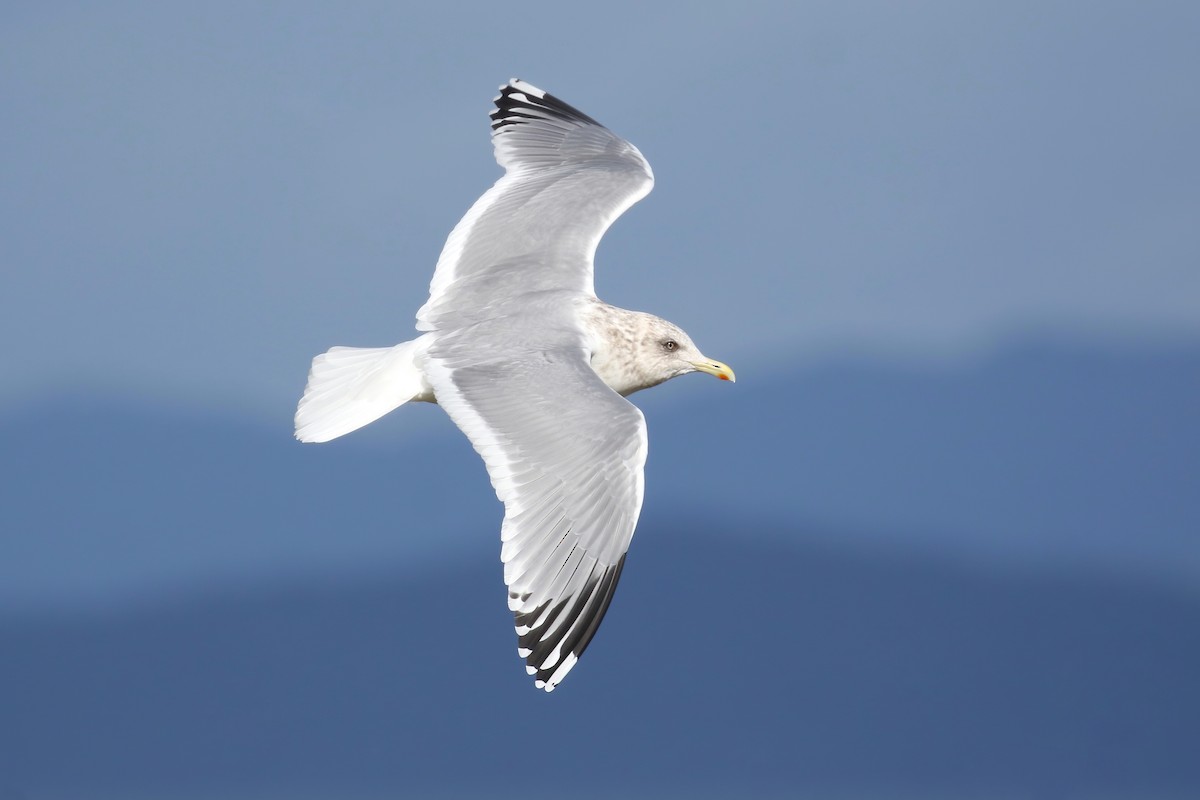 Iceland Gull (Thayer's) - ML404666221