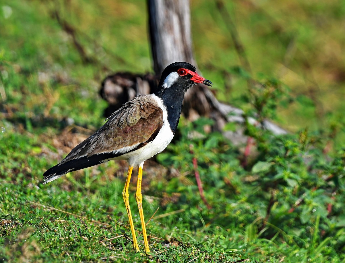 Red-wattled Lapwing - ML404666391