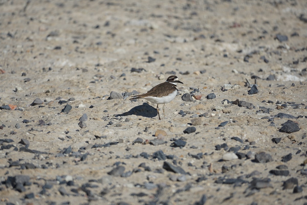 Killdeer - ML404666661
