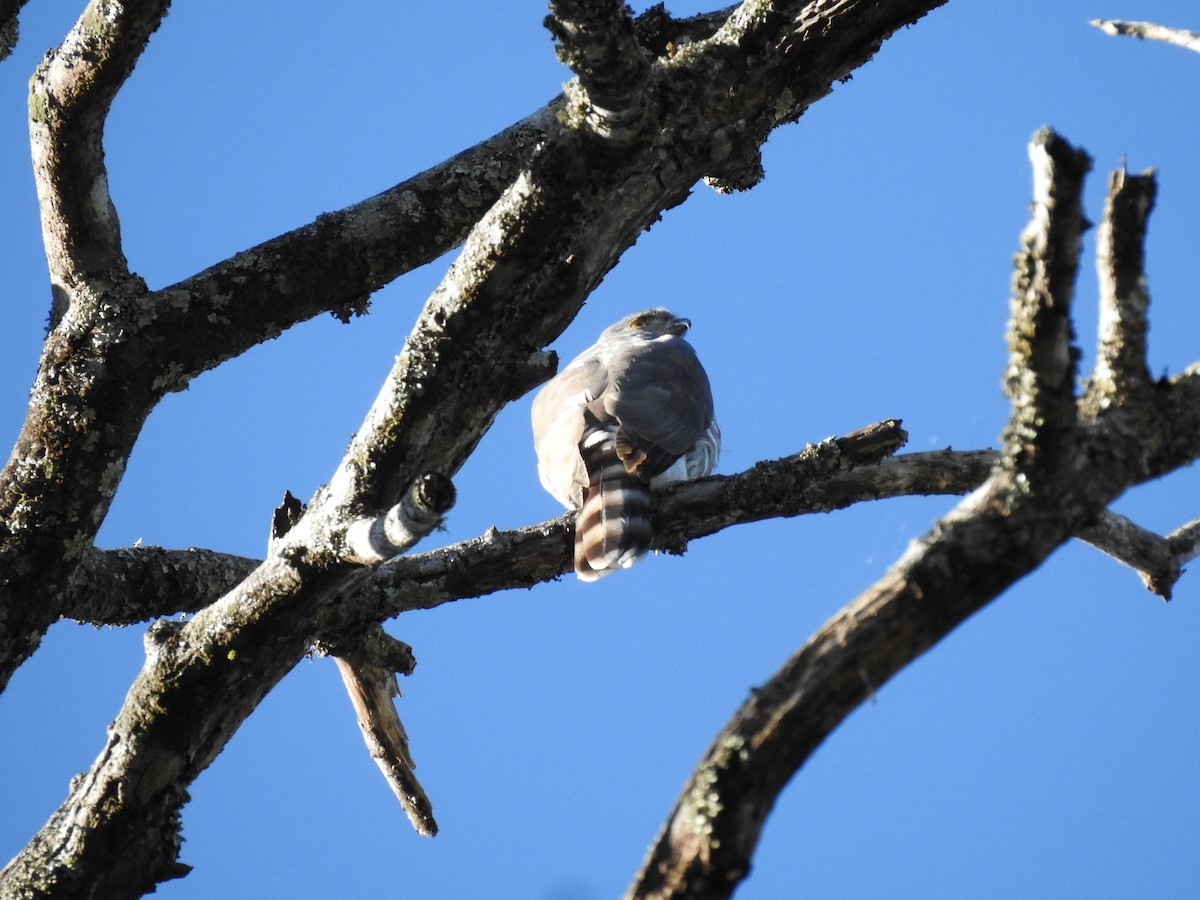 Crested Goshawk - ML404667131