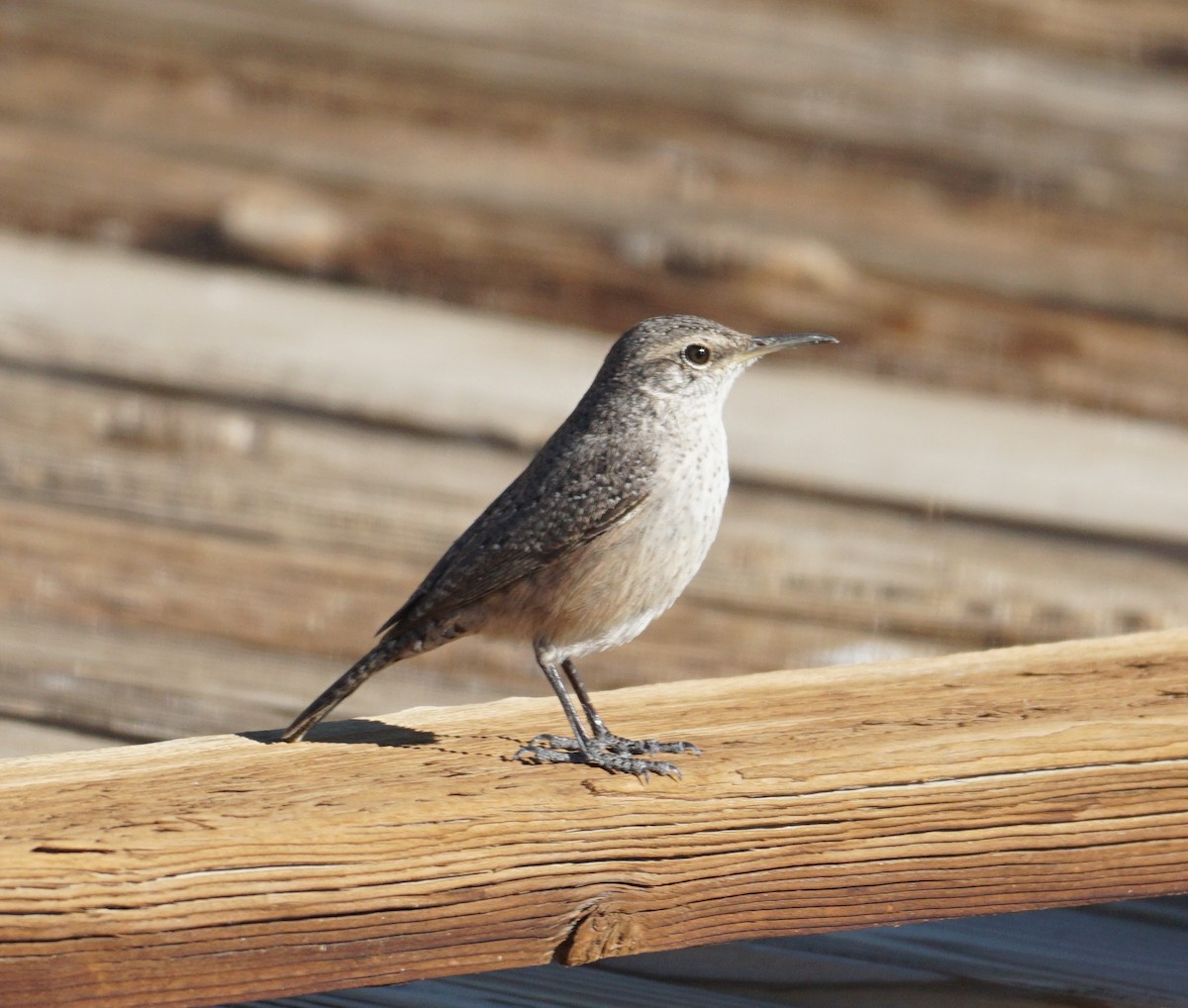 Rock Wren - ML404667291