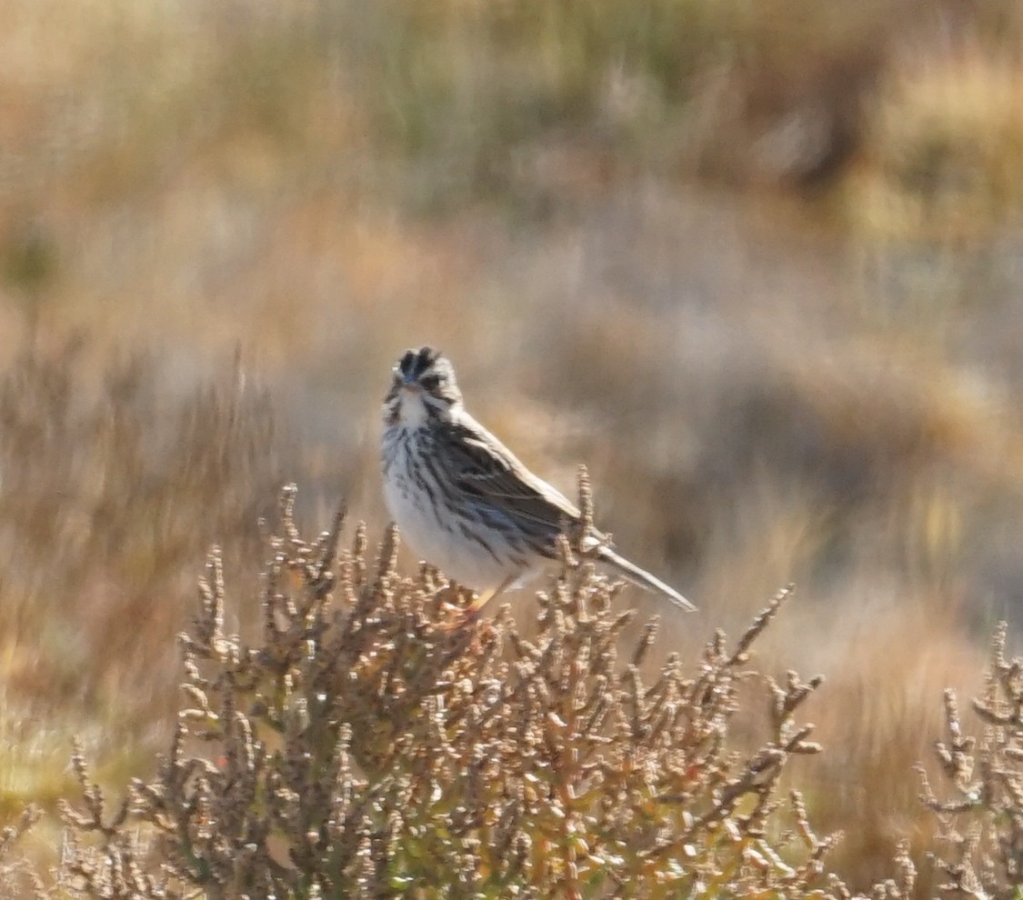 Savannah Sparrow - ML404667641
