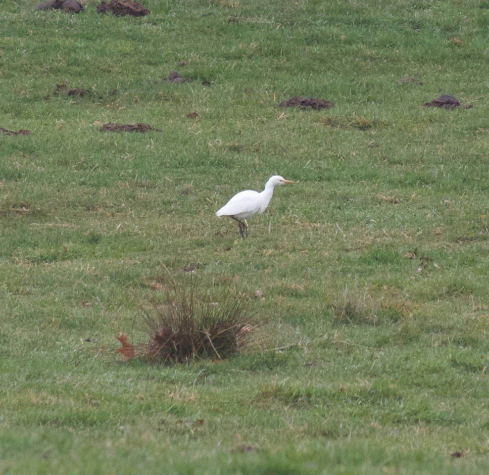 Western Cattle Egret - Peter Vickery