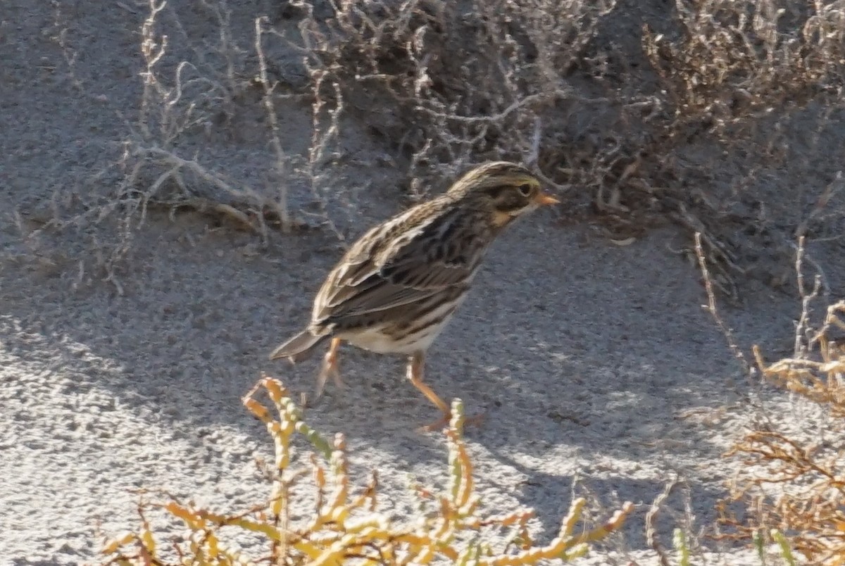 Savannah Sparrow - ML404667981