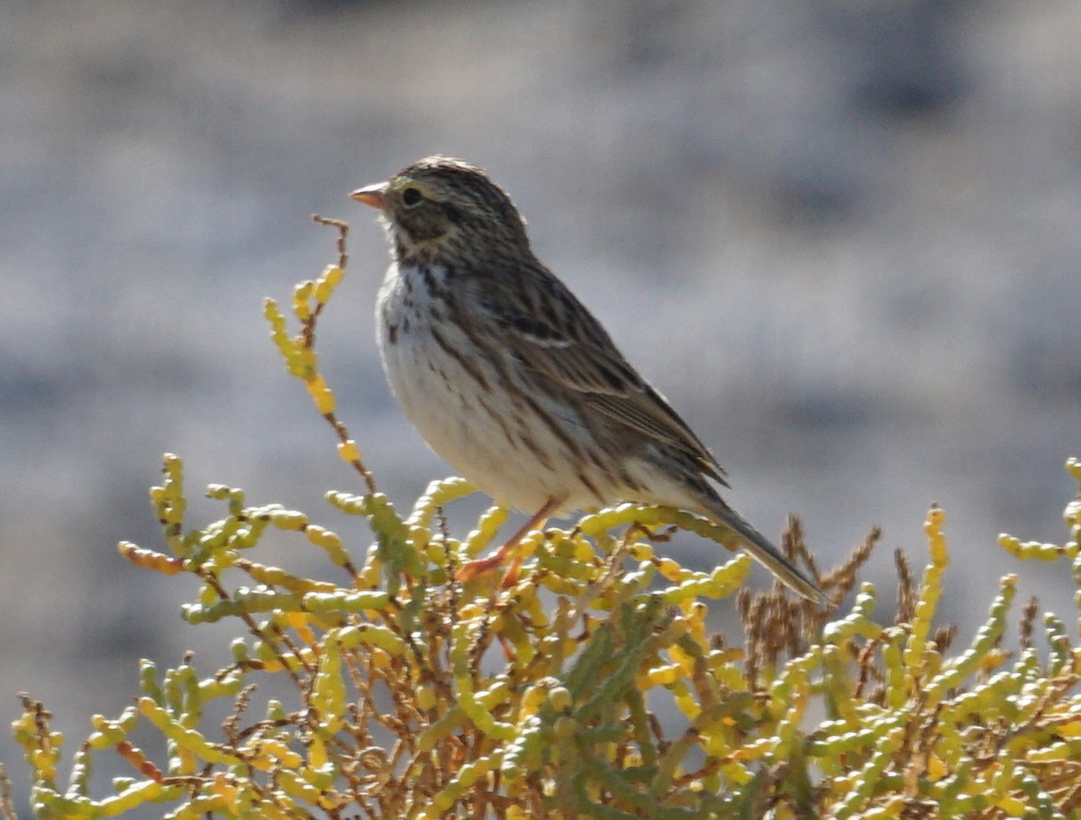 Savannah Sparrow - ML404668001