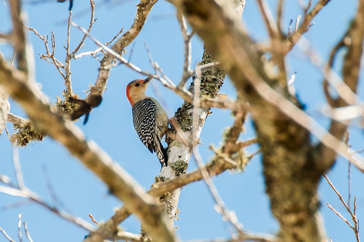 Red-bellied Woodpecker - Jim Dehnert