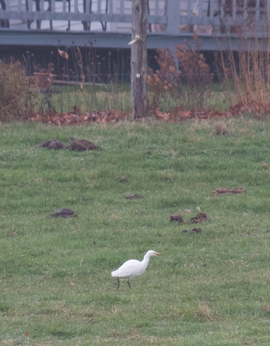 Western Cattle-Egret - ML40466811