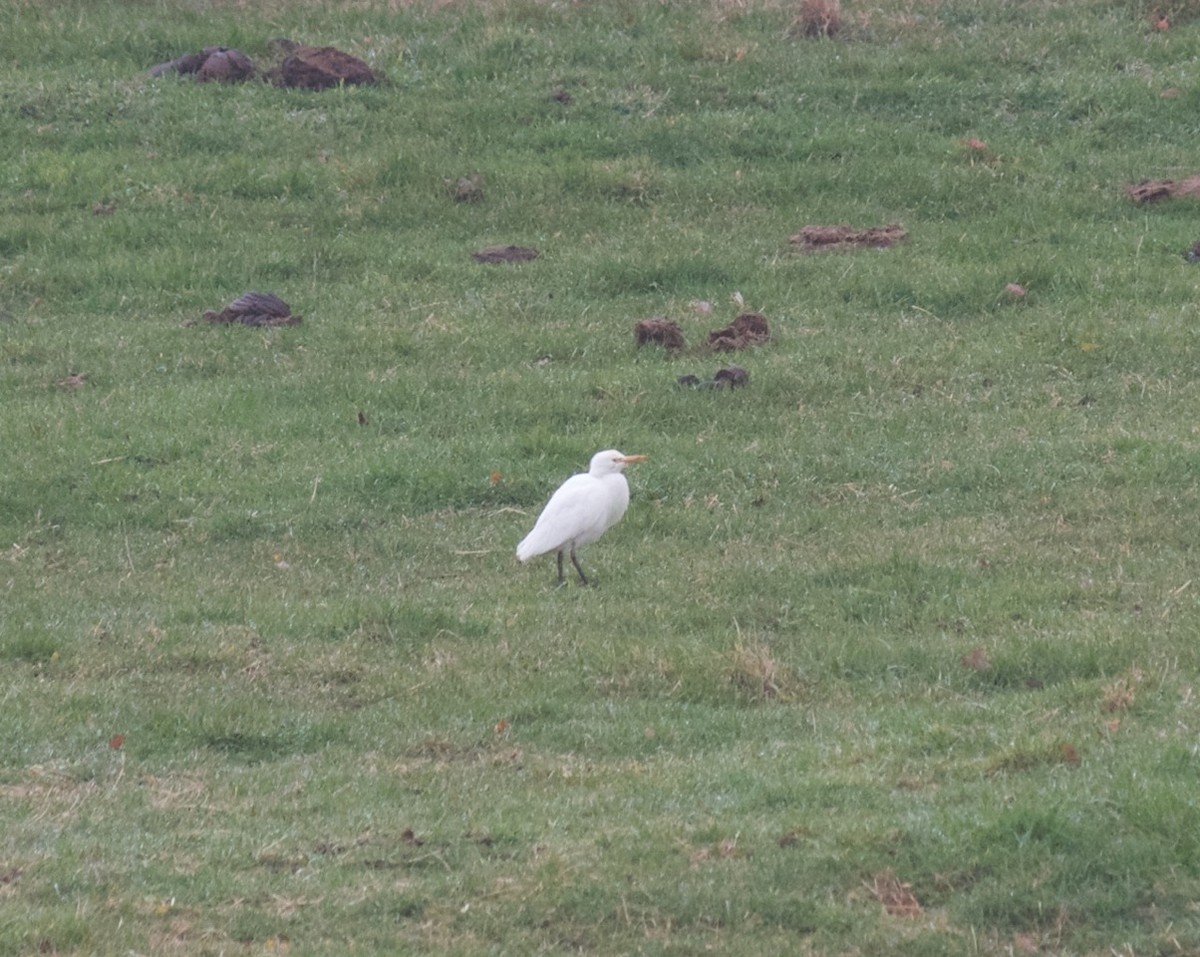 Western Cattle-Egret - ML40466831