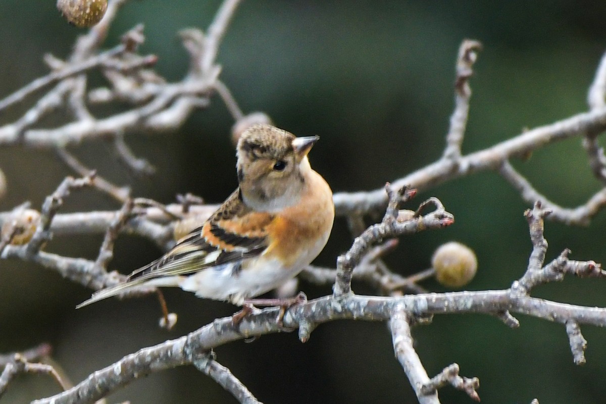 Brambling - ML404668861