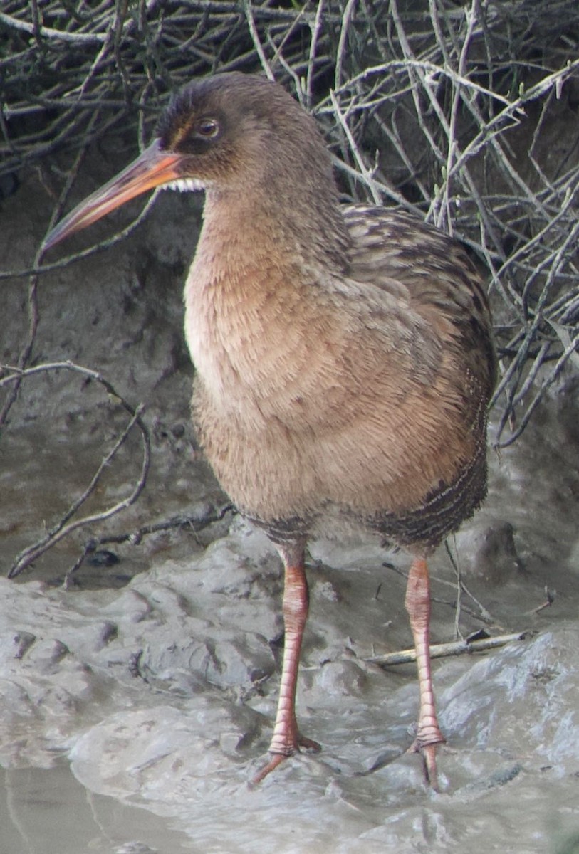 Ridgway's Rail - sonja raub