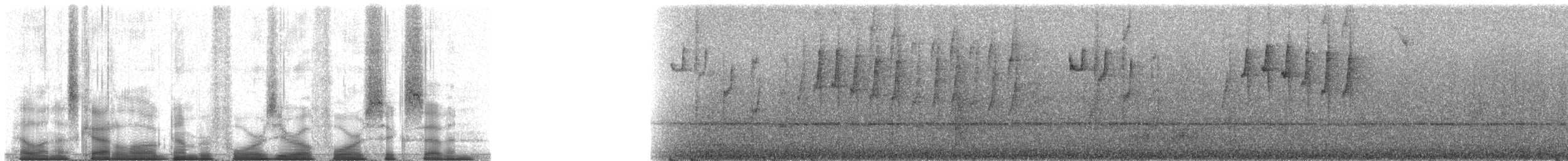 Ermite hirsute - ML40467