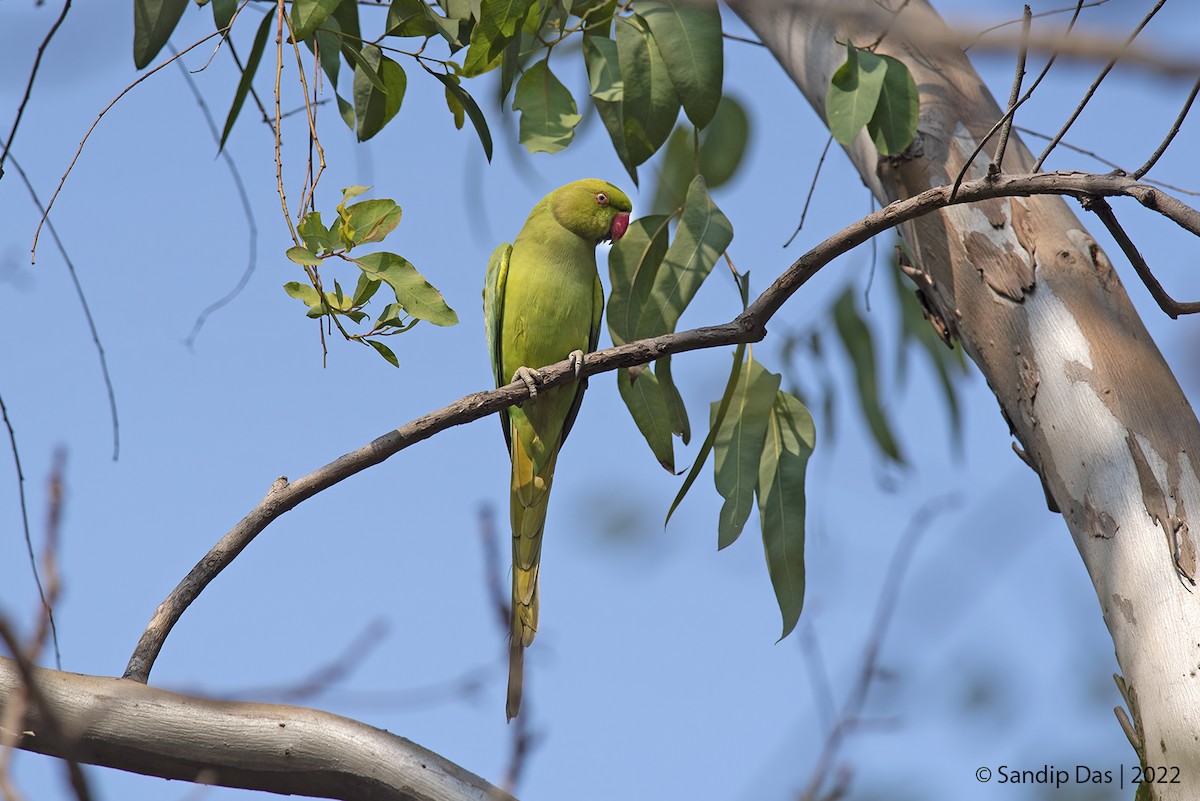 Rose-ringed Parakeet - ML404670231