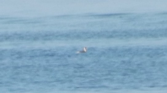 Red-necked Grebe - ML40467061