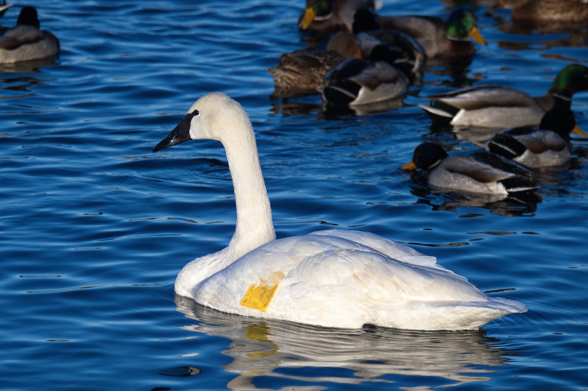 Trumpeter Swan - Leslie Correia