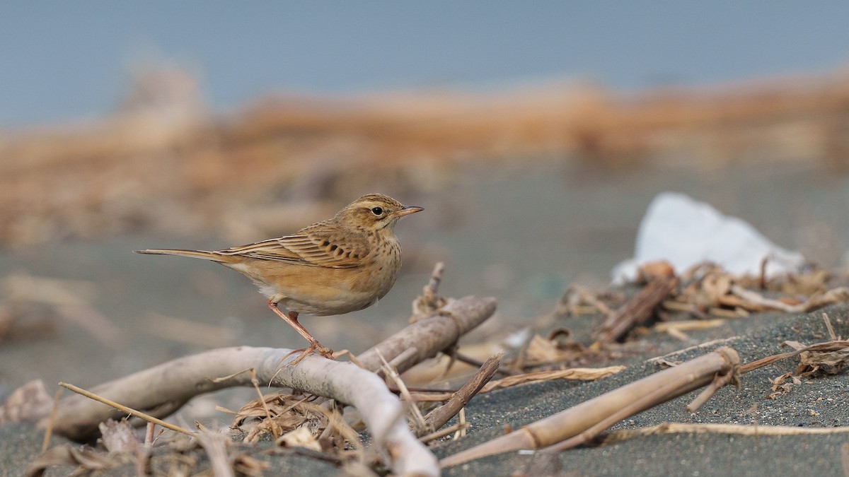 Richard's Pipit - ML404672101