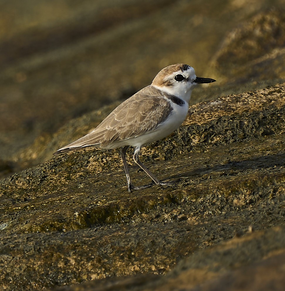 White-faced Plover - ML404672601