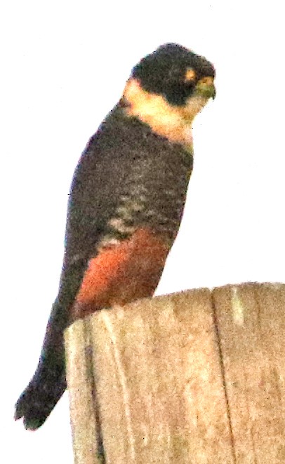 Bat Falcon - ML404672721