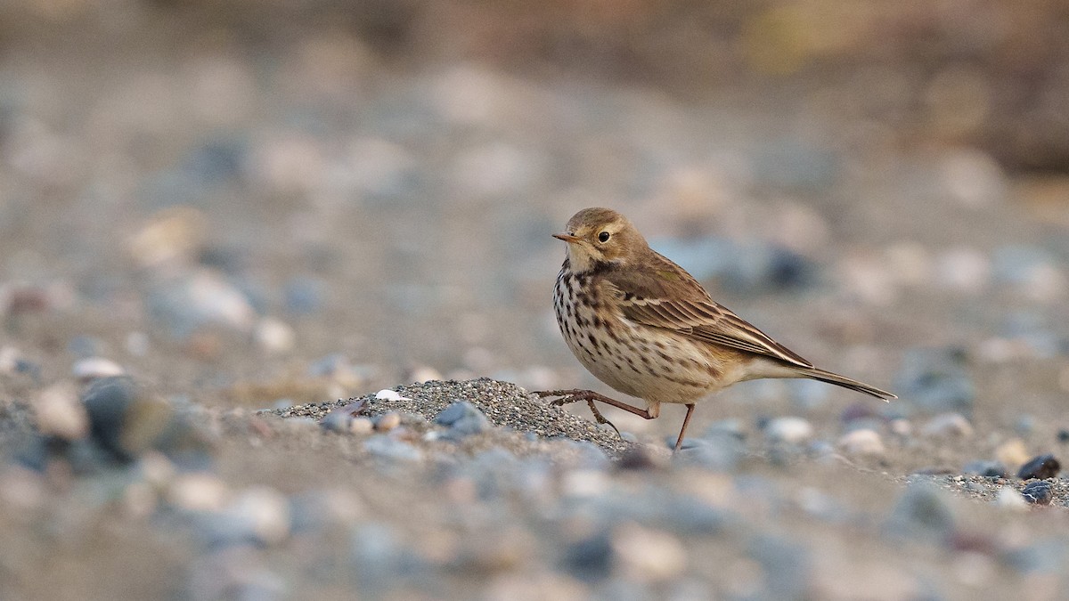 Siberian Pipit - babur hakarar