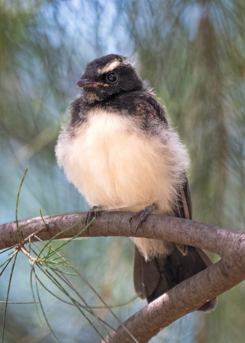 Willie-wagtail - ML404675271