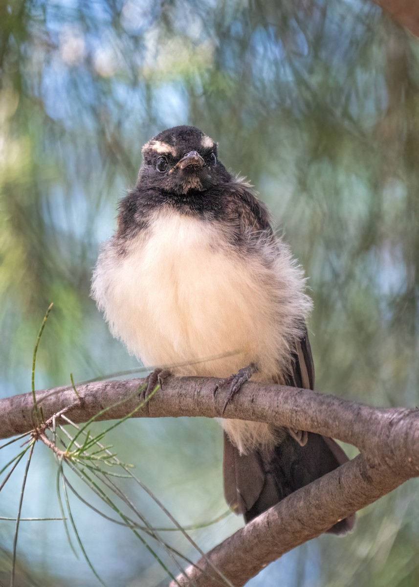 Willie-wagtail - ML404675311