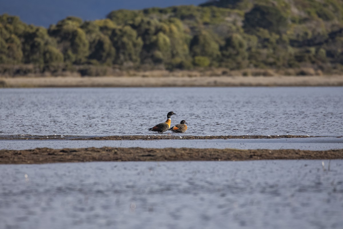 Tadorne d'Australie - ML404675641