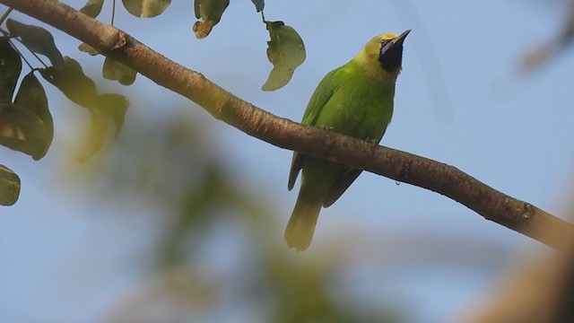 Jerdon's Leafbird - ML404676721