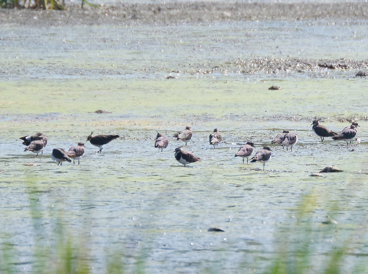 Northern Lapwing - ML404677291