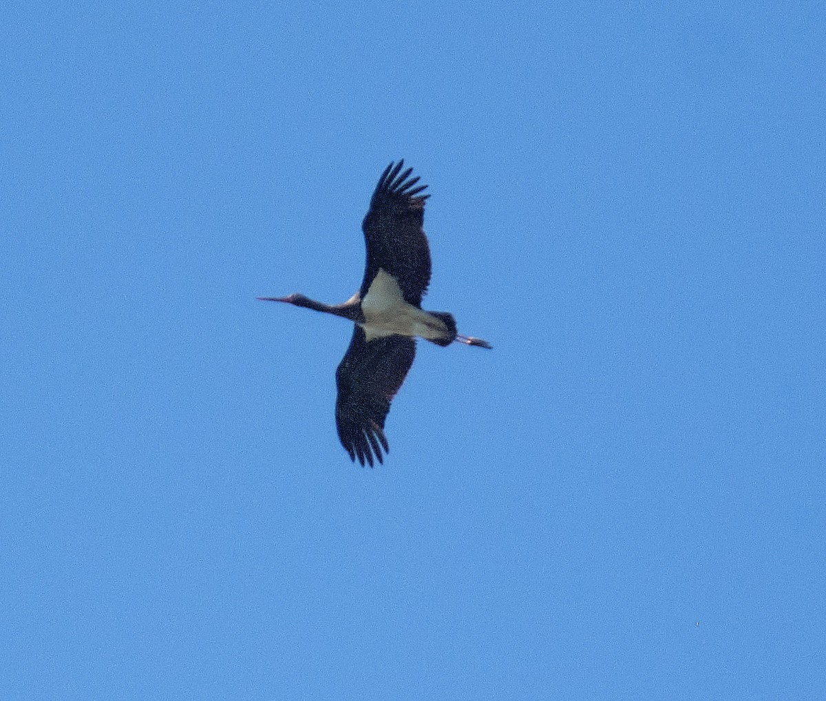 Black Stork - ML404677351